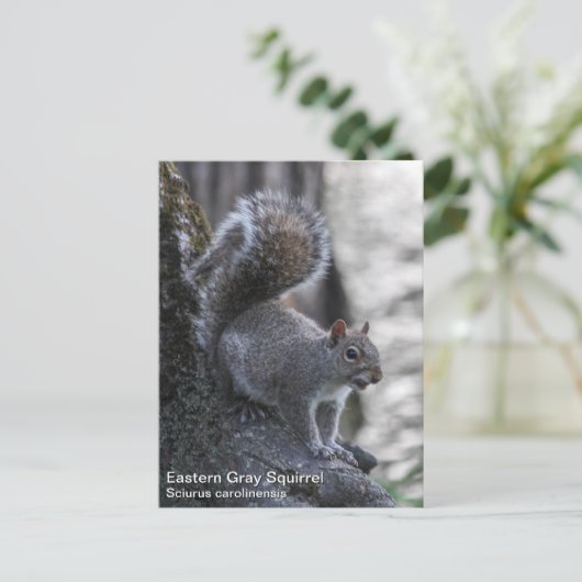 Grauhörnchen Postkarte (Stehend Vorderseite)