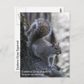 Grauhörnchen Postkarte (Vorne/Hinten)