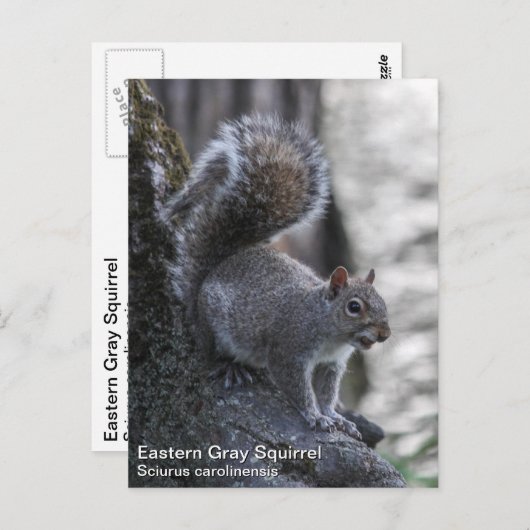 Grauhörnchen Postkarte (Vorne/Hinten)