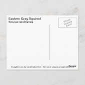 Grauhörnchen Postkarte (Rückseite)