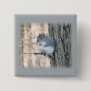 Grauhörnchen - Sciurus carolinensis Button