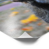 Grauhund Fotodruck (Ecke)