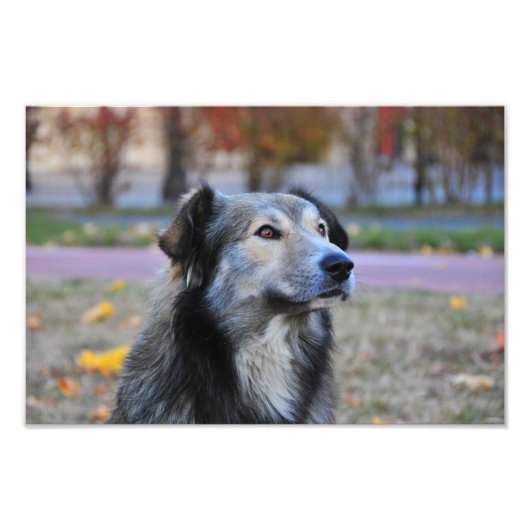 Grauhund Fotodruck (Vorne)