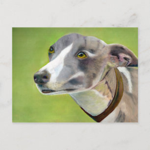 Grauhund-Postkarte (a404) Postkarte