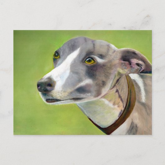 Grauhund-Postkarte (a404) Postkarte (Vorderseite)