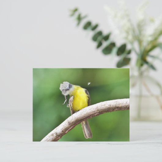 Graukapper Postkarte (Stehend Vorderseite)
