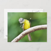 Graukapper Postkarte (Vorne/Hinten)