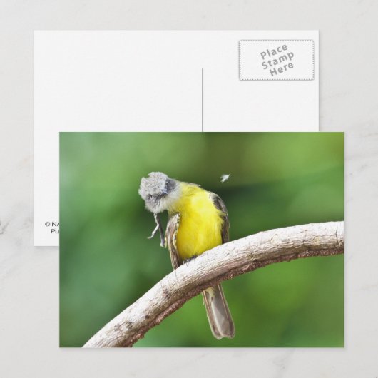 Graukapper Postkarte (Vorne/Hinten)