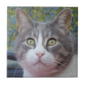 Graukatze Klein (4,25" x 4,25") Keramik Foto Tile Fliese (Vorderseite)