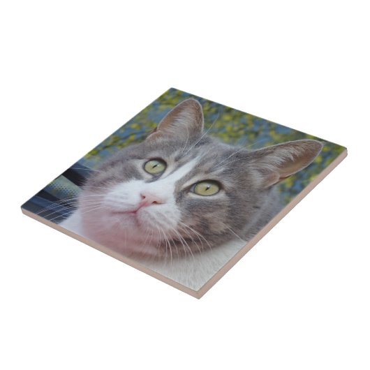 Graukatze Klein (4,25" x 4,25") Keramik Foto Tile Fliese (Seite)