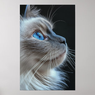 Graukatze mit blauen Augen Poster
