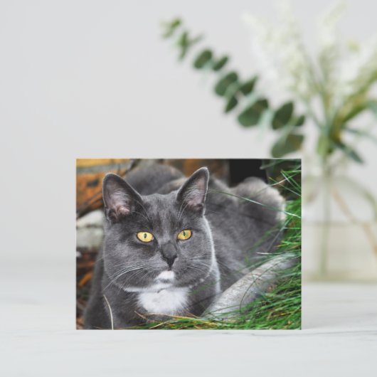 Graukatze Postkarte (Stehend Vorderseite)