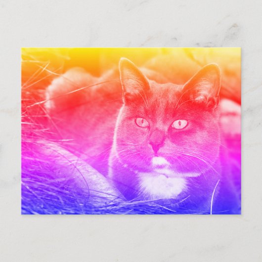 Graukatze Postkarte (Vorderseite)