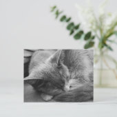 Graukatze Postkarte (Stehend Vorderseite)