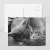 Graukatze Postkarte (Vorne/Hinten)