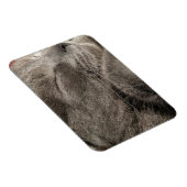 Graukatzenmagnet Magnet (Rechte Seite)