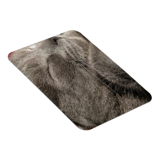 Graukatzenmagnet Magnet (Rechte Seite)