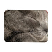 Graukatzenmagnet Magnet (Horizontal)