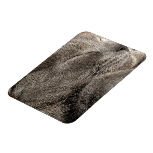 Graukatzenmagnet Magnet (Linke Seite)