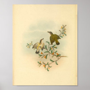 Graukopf-Fliegenschnäpper-Vogel Vintage-Druck Poster