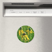 Graukopfblütenmagnet Magnet (In Situ (Geschirrspüler))