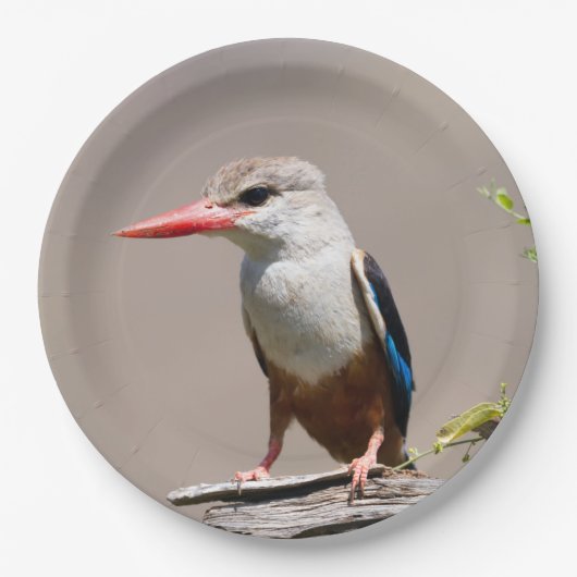 Graukopfkraut Pappteller (Vorderseite)