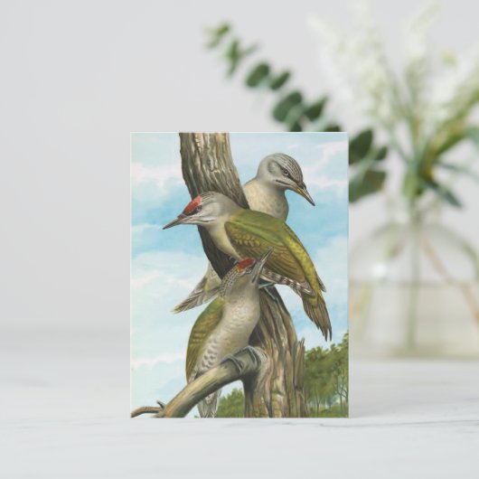 Graukopfspecht Postkarte (Stehend Vorderseite)