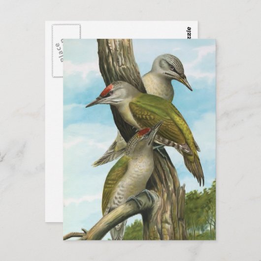 Graukopfspecht Postkarte (Vorne/Hinten)