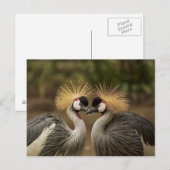 Graukraniches Vogelpaar Postkarte (Vorne/Hinten)
