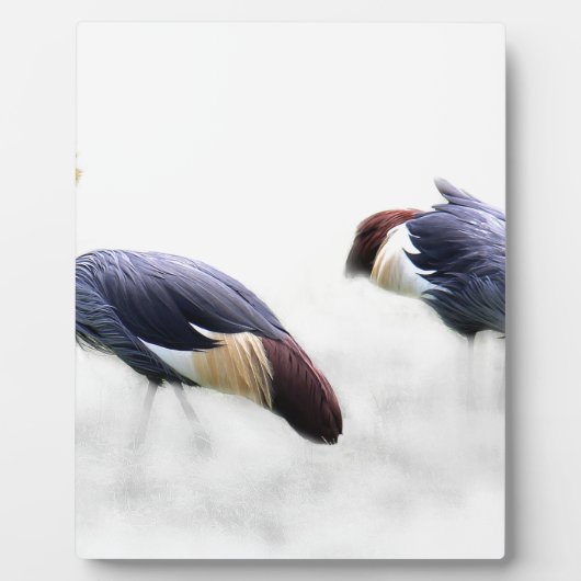 Graukrone Kran-Vogelfedern Fotoplatte (Vorderseite)