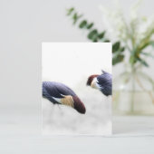 Graukrone Kran-Vogelfedern Postkarte (Stehend Vorderseite)
