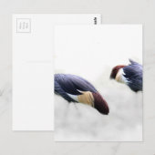 Graukrone Kran-Vogelfedern Postkarte (Vorne/Hinten)