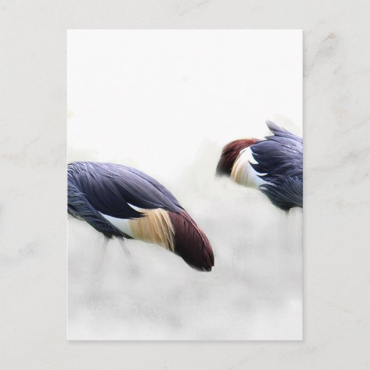Graukrone Kran-Vogelfedern Postkarte (Vorderseite)