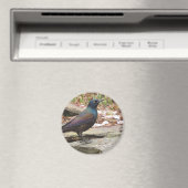 Graumagnet Magnet (In Situ (Geschirrspüler))