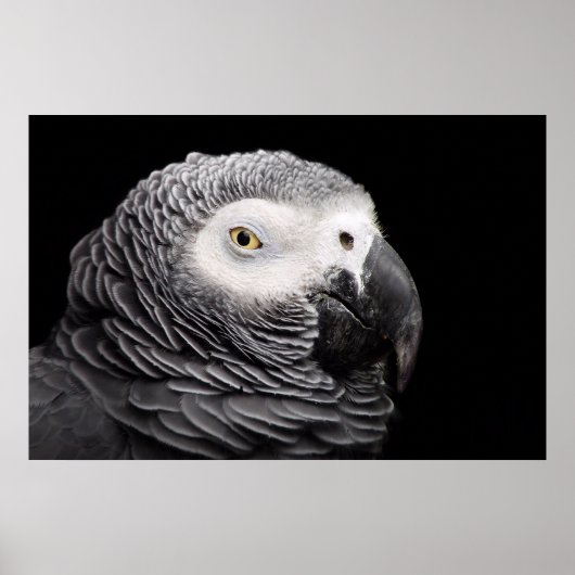 Graupapagei Poster (Vorne)