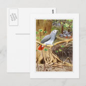 Graupapagei Postkarte (Vorne/Hinten)