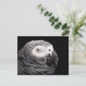 Graupapagei Postkarte (Stehend Vorderseite)