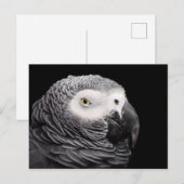 Graupapagei Postkarte (Vorne/Hinten)