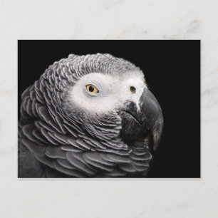 Graupapagei Postkarte