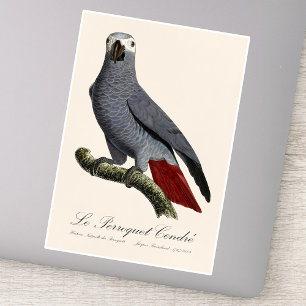 Graupapagei, Psittacus erithacus, Vintage Aufkleber