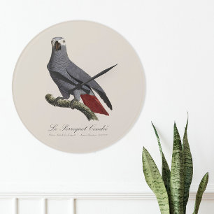Graupapagei, Psittacus erithacus, Vintage Große Wanduhr