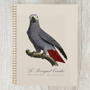 Graupapagei, Psittacus erithacus, Vintage Planer