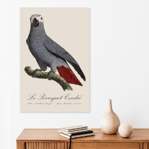 Graupapagei, Psittacus erithacus, vintage Poster