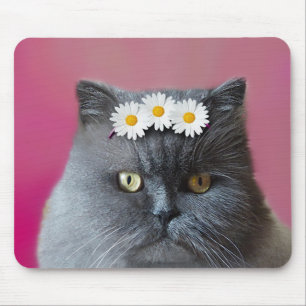 Graupersische Katze mit weißen Milchprodukten Mousepad