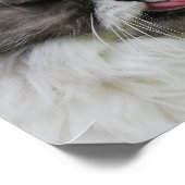 Graupersische Katze sieht lustig, düster aus Poster (Ecke)