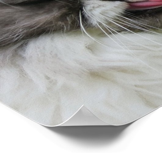 Graupersische Katze sieht lustig, düster aus Poster (Ecke)