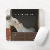 Graupferd in einem Stall Mousepad (Mit Mouse)