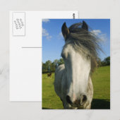 Graupferd Postkarte (Vorne/Hinten)