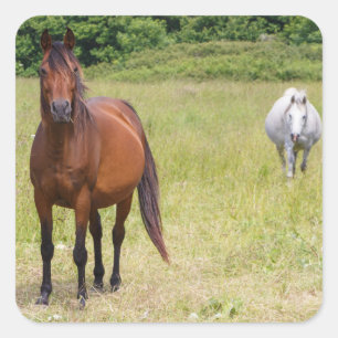 Graupferde und Bachpferde Quadratischer Aufkleber