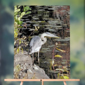 Graureiher am Teich Acrylschild (Neutral)